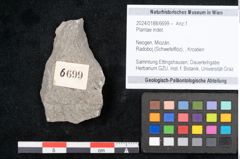 Foto (Objekt + Etikett) von Plantae indet.  (NHMW-GEO-2024-0188-6699)